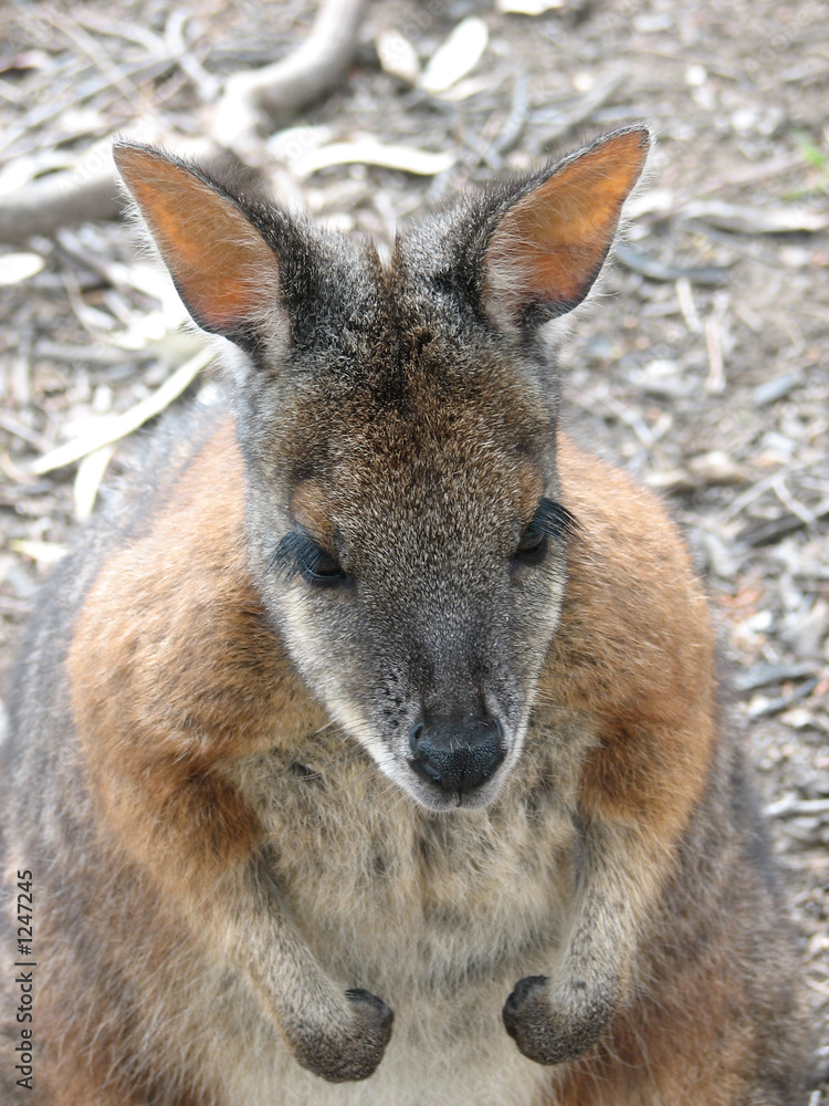 red necked wallaby red necked wallaby