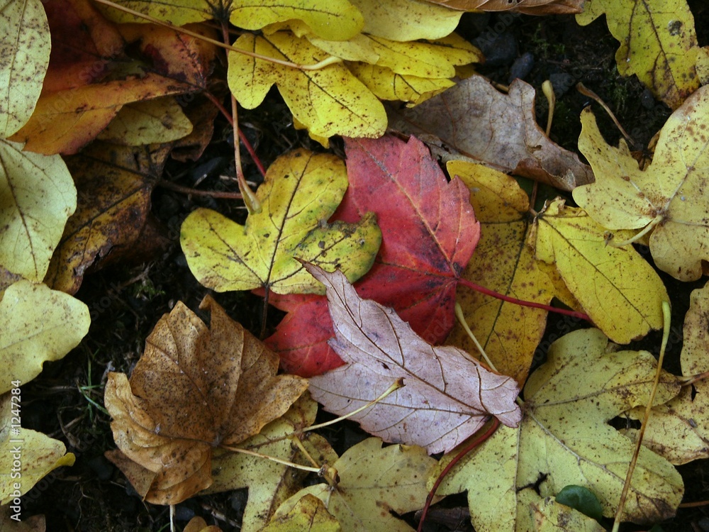 autumn leaves autumn leaves