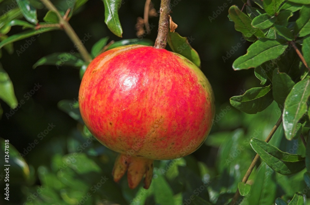 ripe pomegranate ripe pomegranate