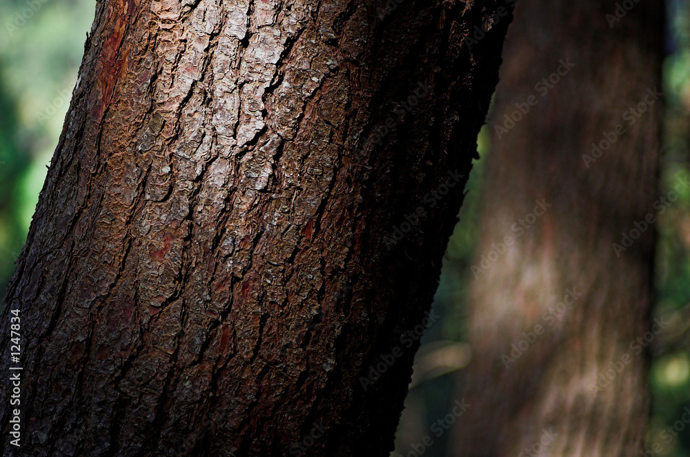 pine tree trunk pine tree trunk