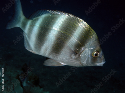 diplodus cervinus