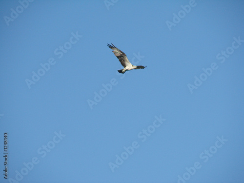lone flight