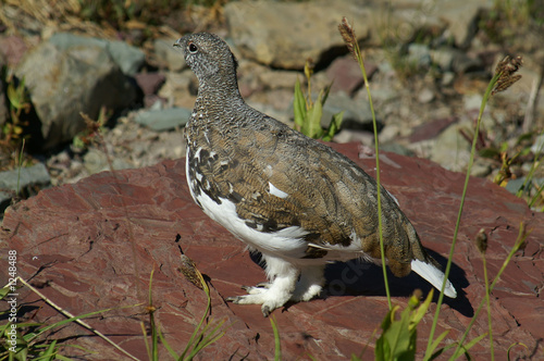 white-tailed ptarmigan 99