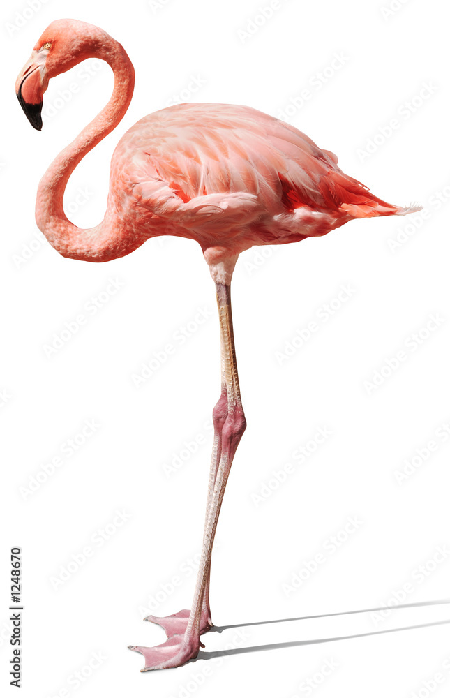 flamingo on white - obrazy, fototapety, plakaty 