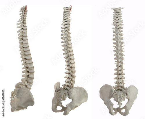 three spines