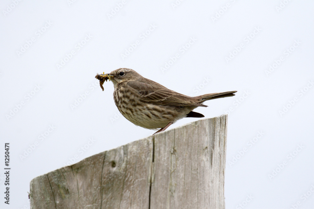 Fototapeta premium vogel mit frühstück
