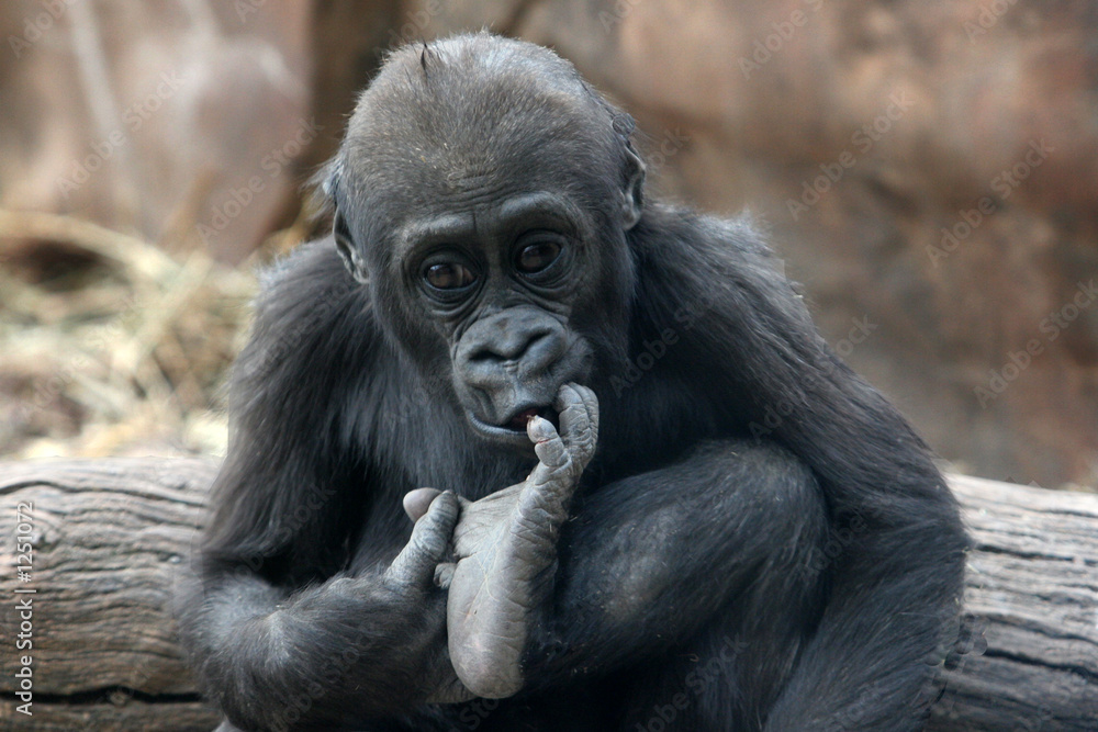 Fototapeta premium baby gorilla