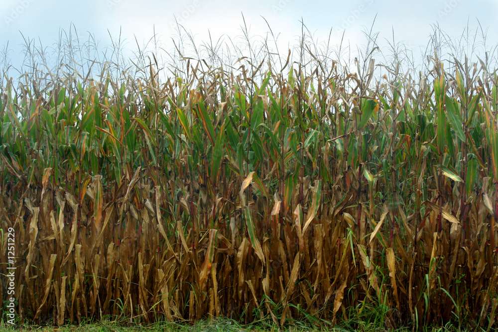 Obraz premium corn field