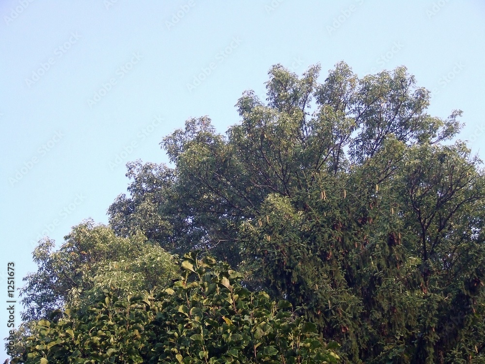 Fototapeta premium tree branches