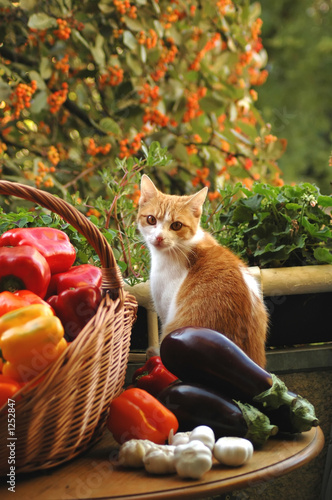 cat and vegetables