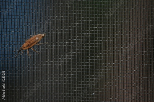 bug out