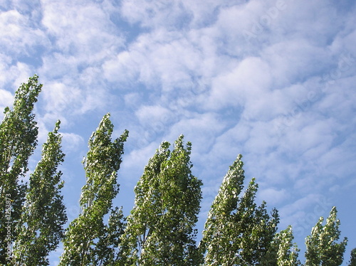 Carta da parati peupliers et ciel