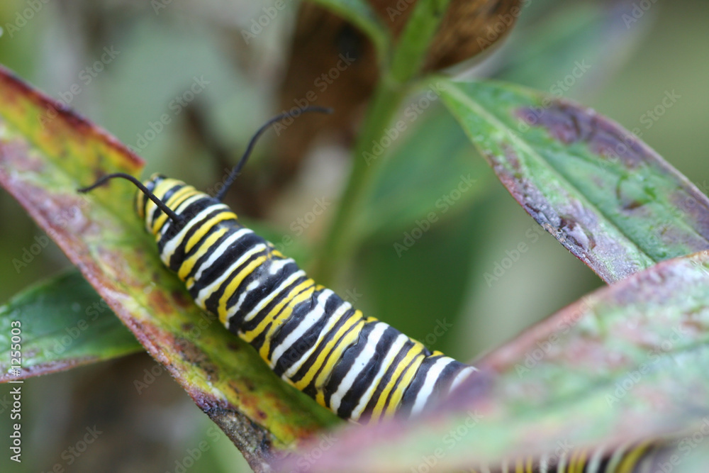 Naklejka premium climbing caterpillar