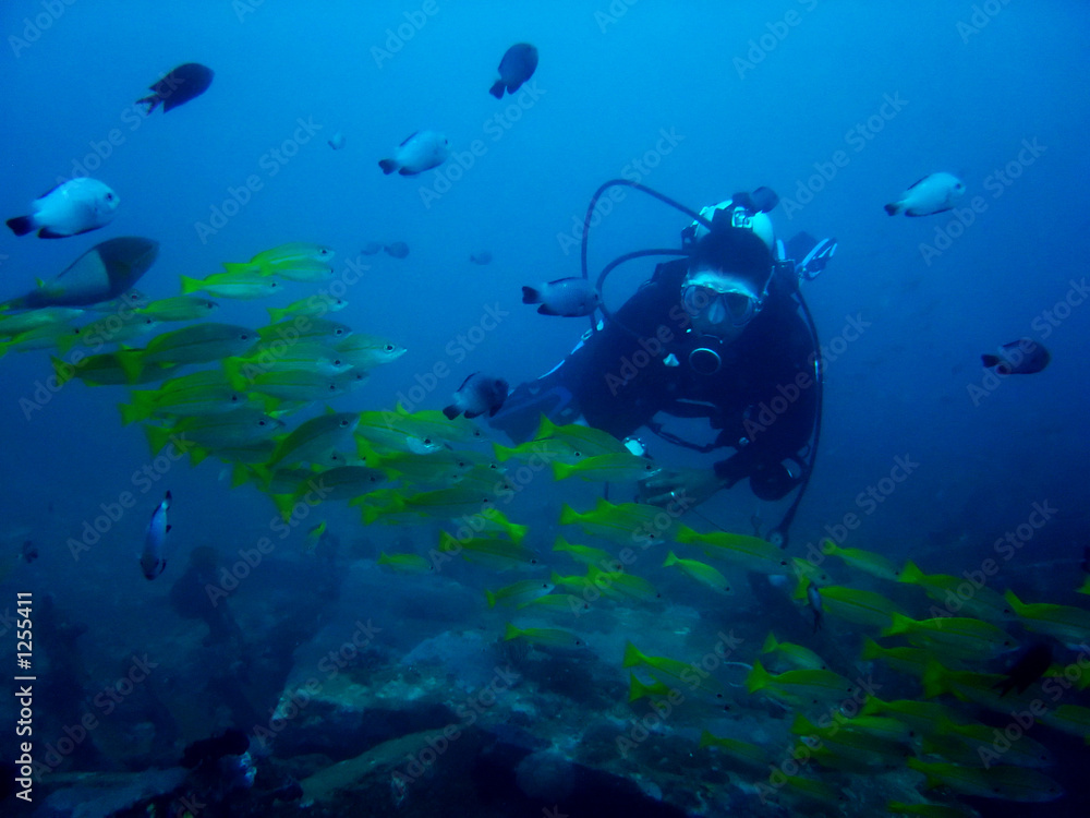 Fototapeta premium aquarium diver