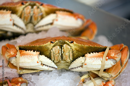 dungeness crab photo
