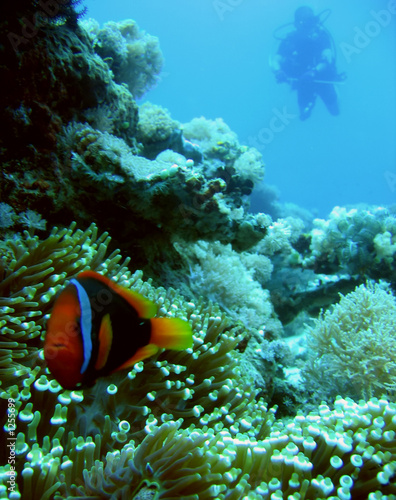 clownfish diver #1255699