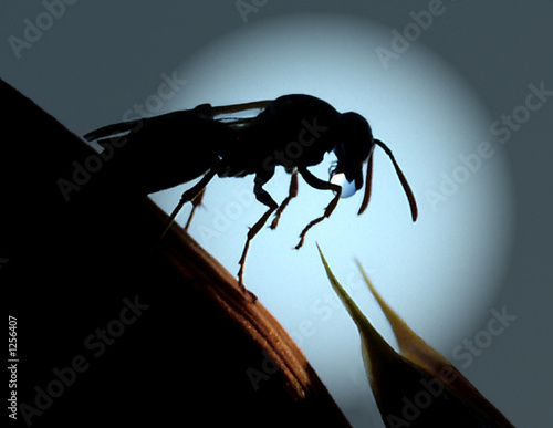 Wallpaper Mural wassertropfen Torontodigital.ca