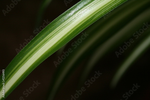 diagonal leaf