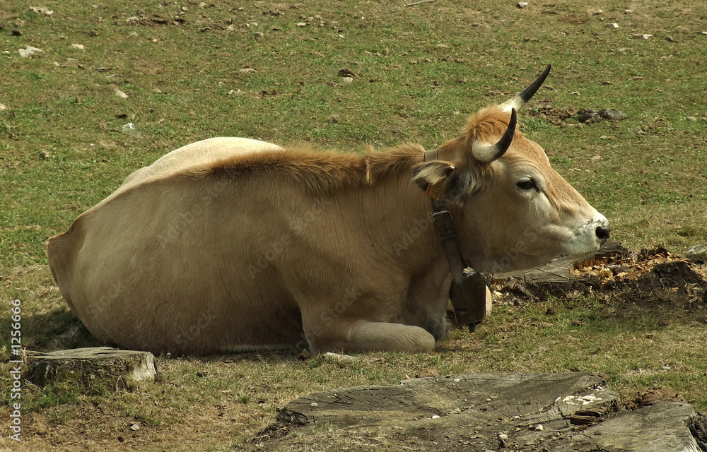 Fototapeta premium vaca