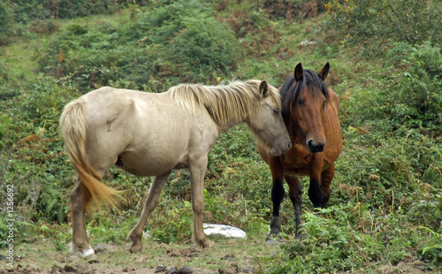 caballos
