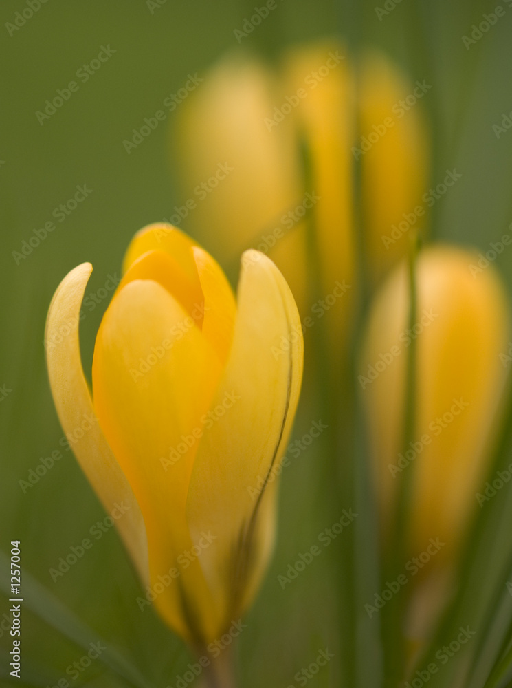 Fototapeta premium crocus