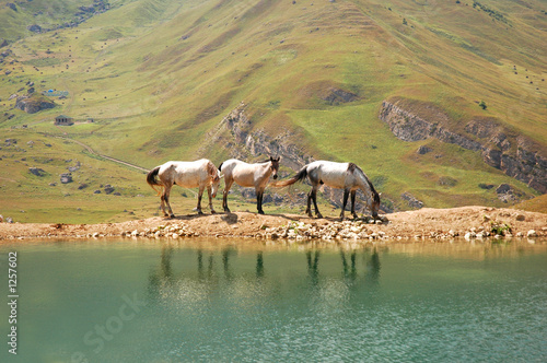 three horses at the lake