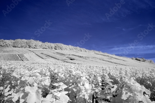 vignes en infrarouge