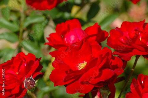 fleurs de roses