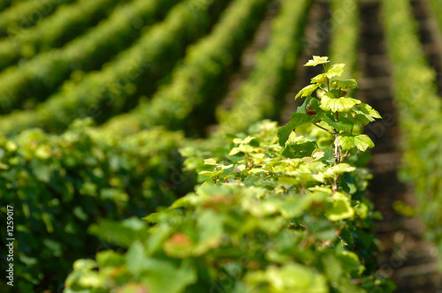 alignement de vignes