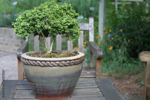 potted boxwood photo