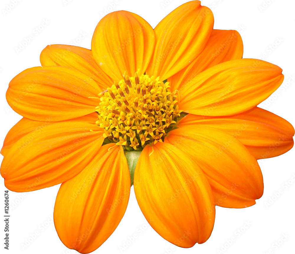 Obraz premium cosmos