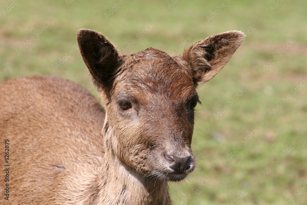 Fototapeta premium hirschkalb