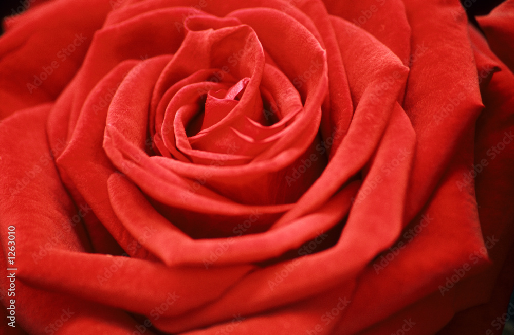 perfect red rose perfect red rose
