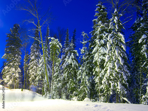 fir-trees