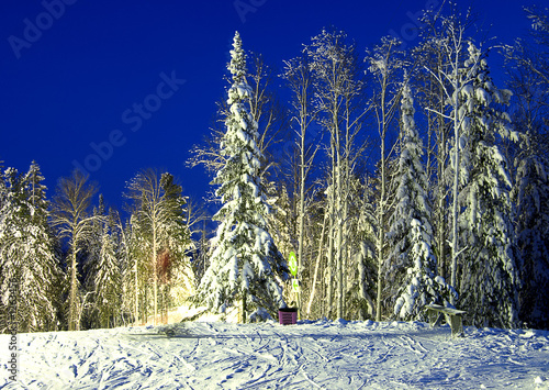 fir-trees 2