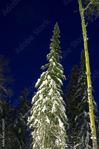 fir-tree