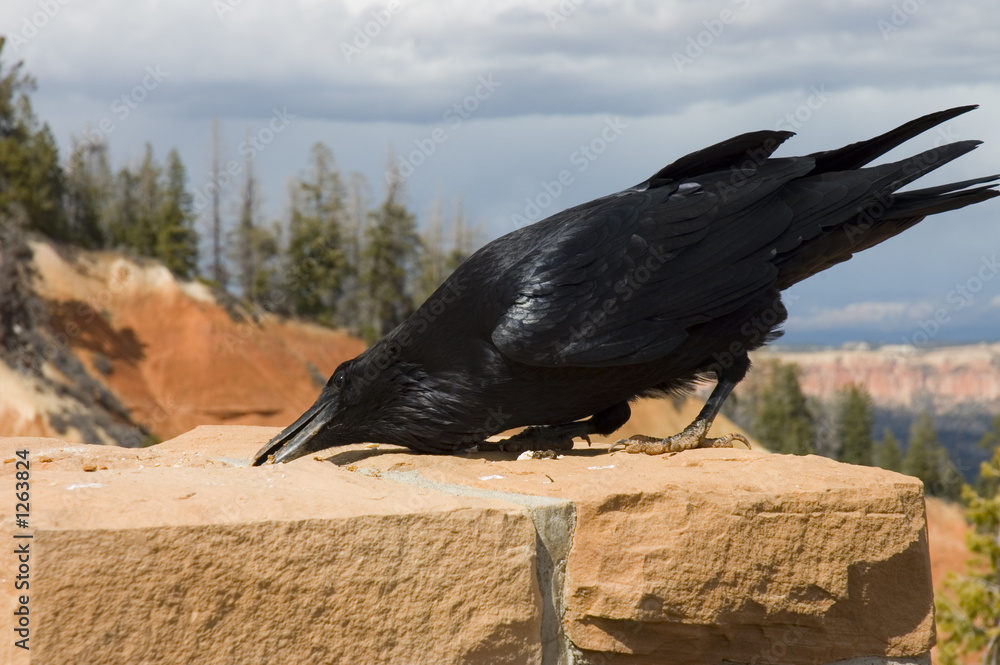 Naklejka premium the hungry raven in Bryce Canyon National Park, Utah