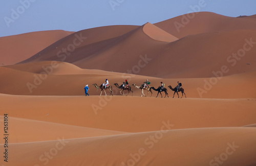 camels in the sahara