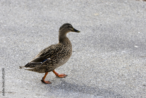walking duck
