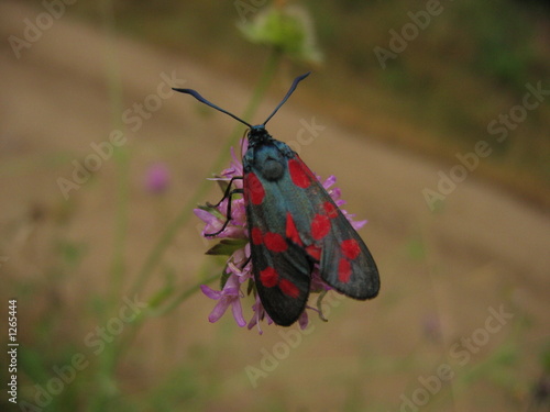 insect