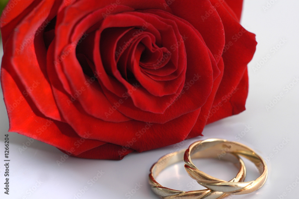 red rose with rings red rose with rings