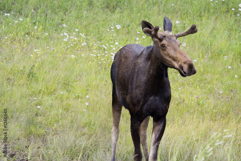 cow moose near the icefield parkway cow moose near the icefield parkway