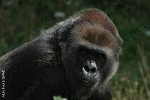 female gorilla 3 © michael luckett