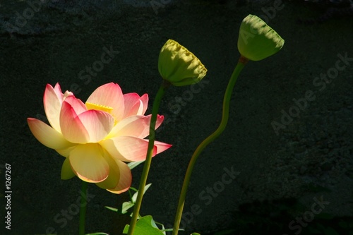 sunlit lotus with seed heads