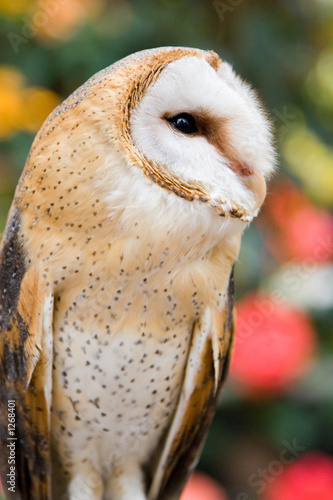 barn owl ii