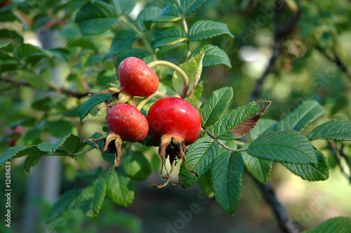 rosehips