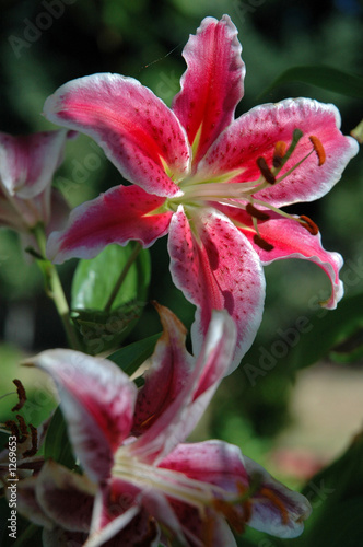 vibrant lily