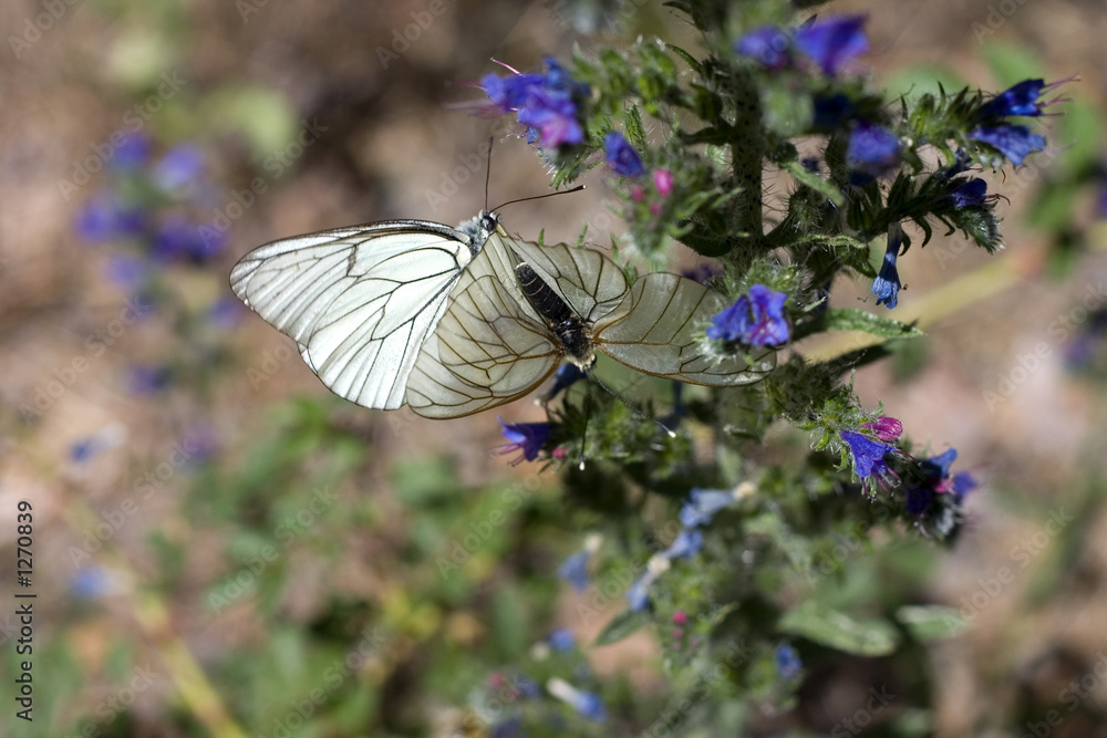 Fototapeta premium two butterflies