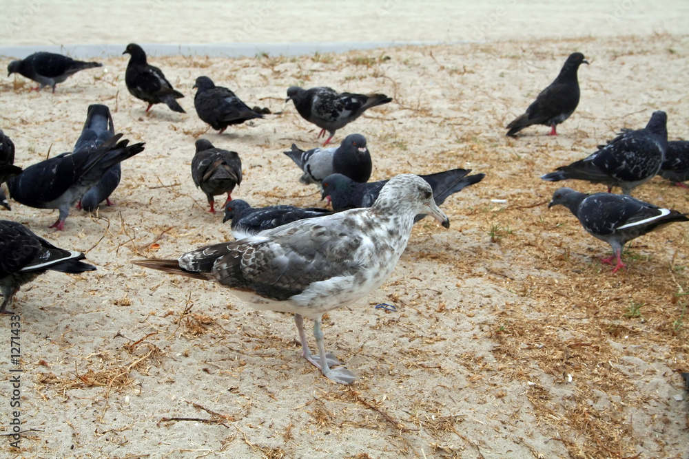 Obraz premium big seagull and small doves