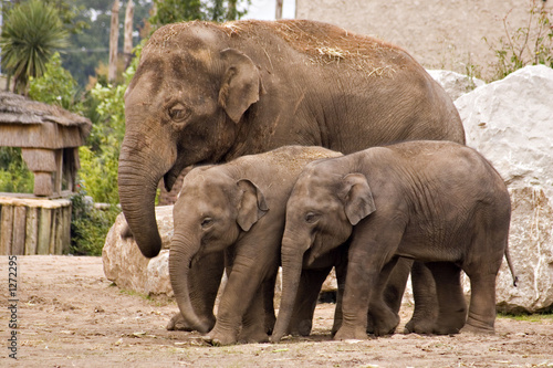 elephant famile